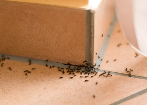 Ants,pest,inside,of,home