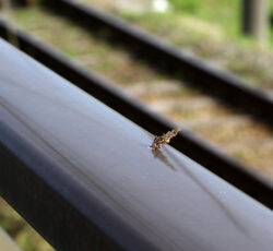 Bagworm,sticking,to,the,railing