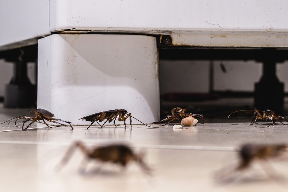 Cockroach,infestation,walking,and,crawling,on,dirty,kitchen,floor,,insects