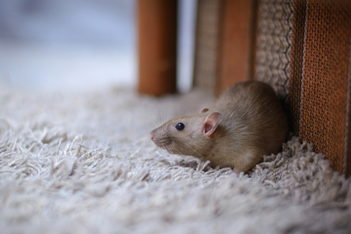 Cute,brown,rat,dumbo,walking,and,sniffing,around,the,house