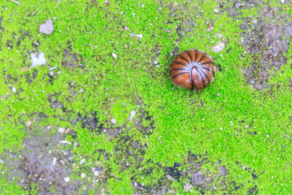 Pill,millipede,on,moss,for,garden,decoration