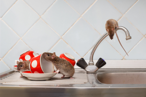 Three,young,rats,(rattus,norvegicus),and,red,cups,on,sink