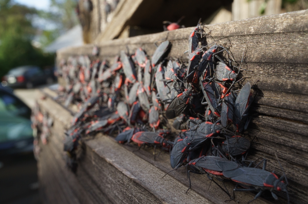 Box,elder,bug,large,breeding,infestation,group,on,wood,fence