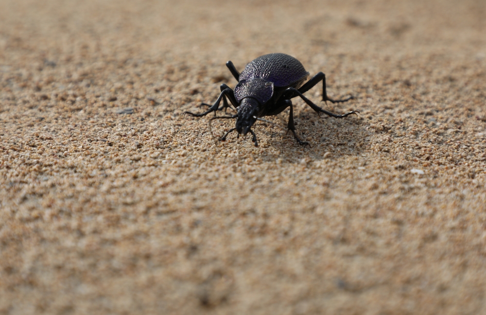 Tips for Controlling Ground Beetles