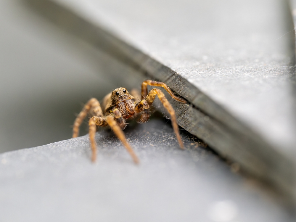 Why You Shouldn’t Squish a Wolf Spider – Alternative Methods
